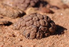 Conophytum comptonii