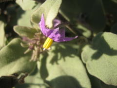Solanum tomentosum tomentosum