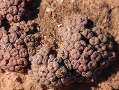 Conophytum comptonii