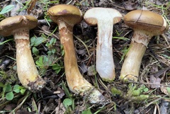 Xerocomus ferrugineus