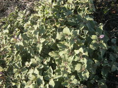 Solanum tomentosum tomentosum