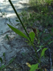 Cephalaria coriacea