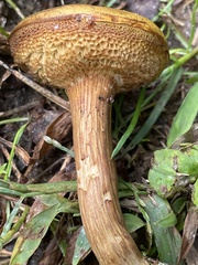 Xerocomus ferrugineus