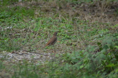 Luscinia megarhynchos