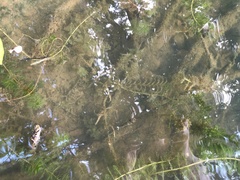Potamogeton robbinsii