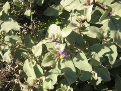 Solanum tomentosum tomentosum