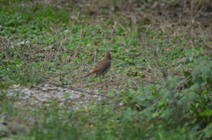 Luscinia megarhynchos