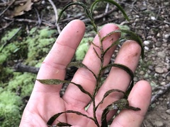 Potamogeton robbinsii