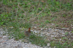 Luscinia megarhynchos