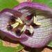 Colchicum coloratum coloratum - Photo (c) Richard Adcock, algunos derechos reservados (CC BY-NC), subido por Richard Adcock