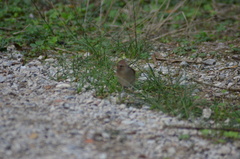 Luscinia megarhynchos