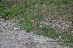 Luscinia megarhynchos