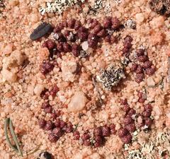 Conophytum luckhoffii