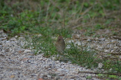 Luscinia megarhynchos