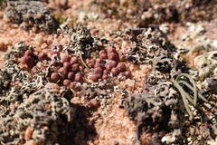 Conophytum luckhoffii