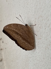 Bebearia mardania