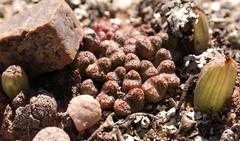 Conophytum luckhoffii