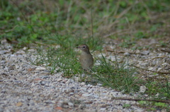 Luscinia megarhynchos