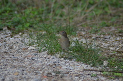 Luscinia megarhynchos