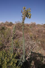 Albuca grandis