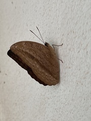 Bebearia mardania