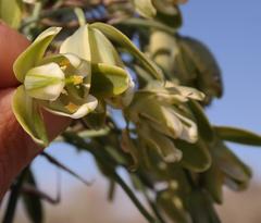 Albuca grandis