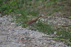 Luscinia megarhynchos