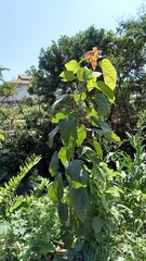 Pterygota brasiliensis