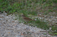 Luscinia megarhynchos