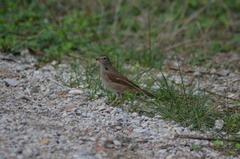 Luscinia megarhynchos