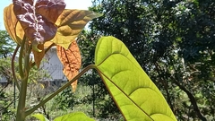Pterygota brasiliensis