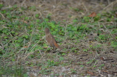 Luscinia megarhynchos