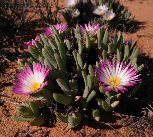 Sanveld Matfig (Antimima ventricosa)
