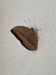 Bebearia mardania