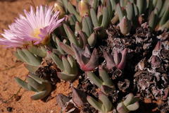 Antimima ventricosa