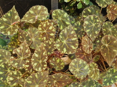 Begonia bowerae
