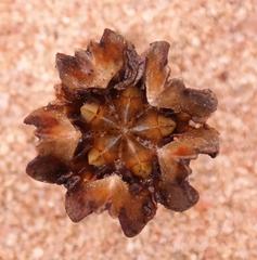Antimima ventricosa