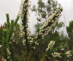 Struthiola hirsuta