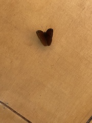 Bebearia mardania