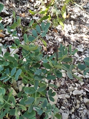 Coronilla coronata