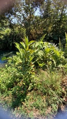 Eugenia brasiliensis