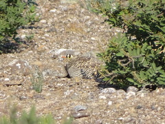Pterocles lichtensteinii