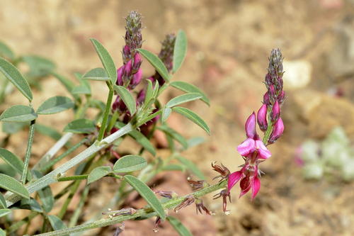 Intermediate Pineapple Indigo (Indigofera intermedia)