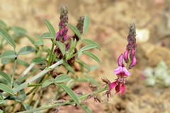 Indigofera intermedia