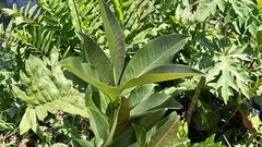 Eugenia brasiliensis
