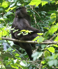 Macaca maura