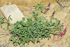 Indigofera intermedia