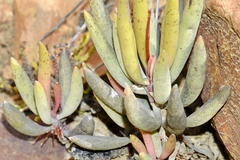 Adromischus