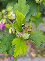 Apis mellifera