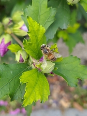 Apis mellifera